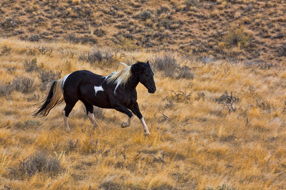 Fremont County politics